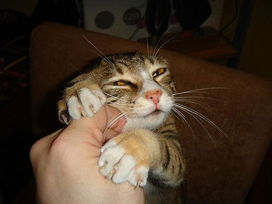 変顔 動物 犬 猫93