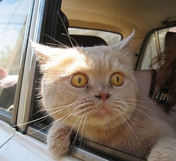 変顔 動物 犬 猫39