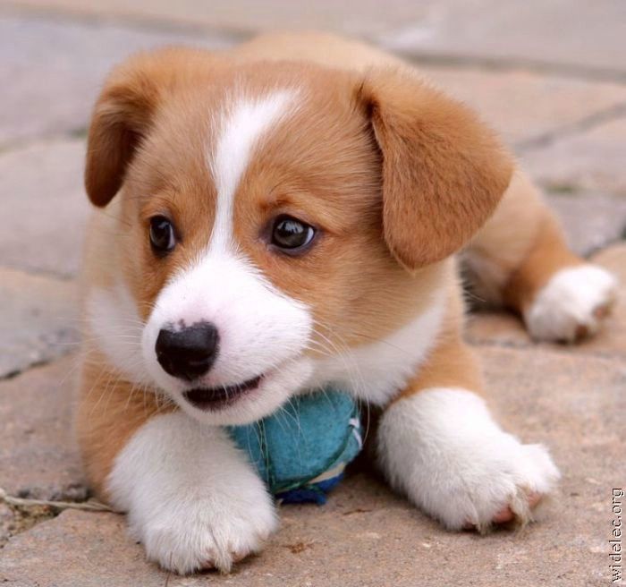 最も可愛い子犬の犬種ランキング（可愛い動画ランキングと画像集） なんでも