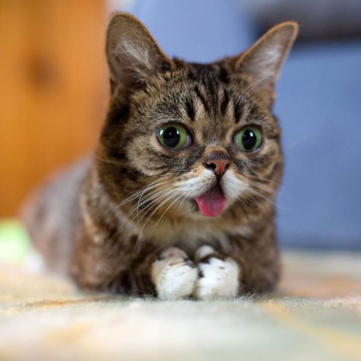 変顔 動物 犬 猫103