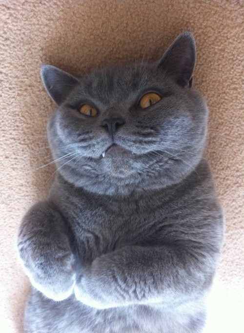 変顔 動物 犬 猫41