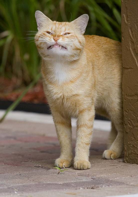 変顔 動物 犬 猫38