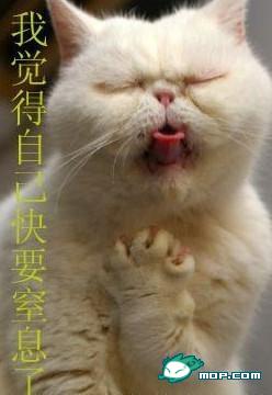 変顔 動物 犬 猫2