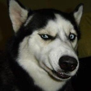 変顔 動物 犬 猫102