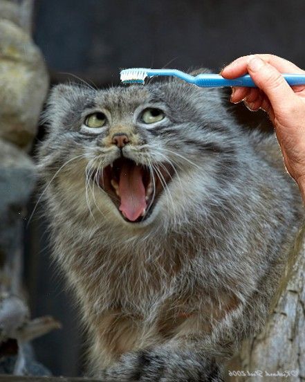 変顔 動物 犬 猫20