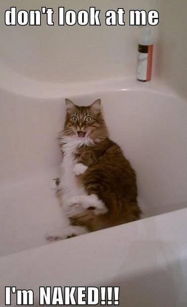 変顔 動物 犬 猫85