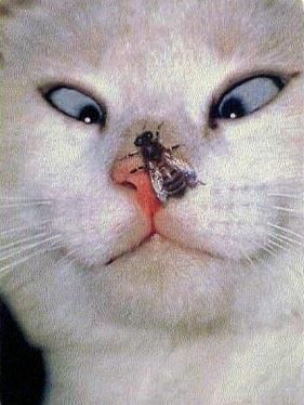 変顔 動物 犬 猫23