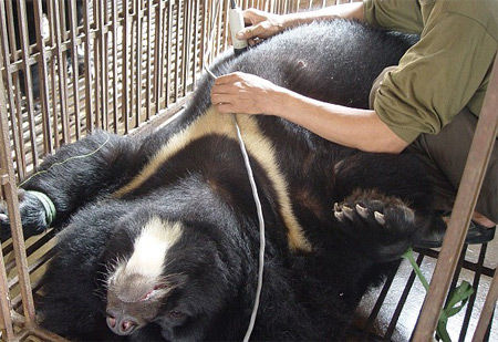 動物自殺001