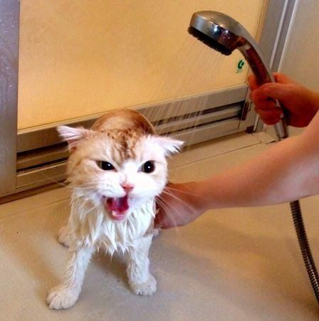 変顔 動物 犬 猫31