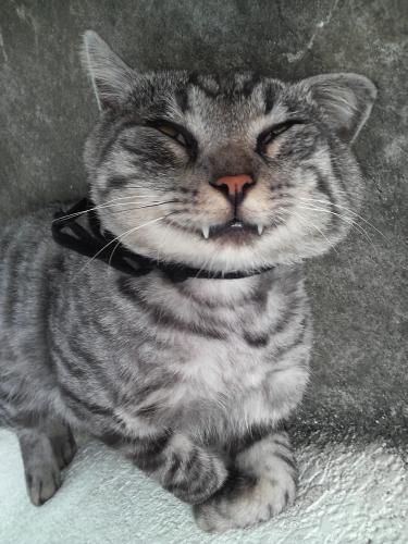 変顔 動物 犬 猫112