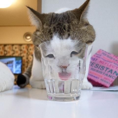 変顔 動物 犬 猫100