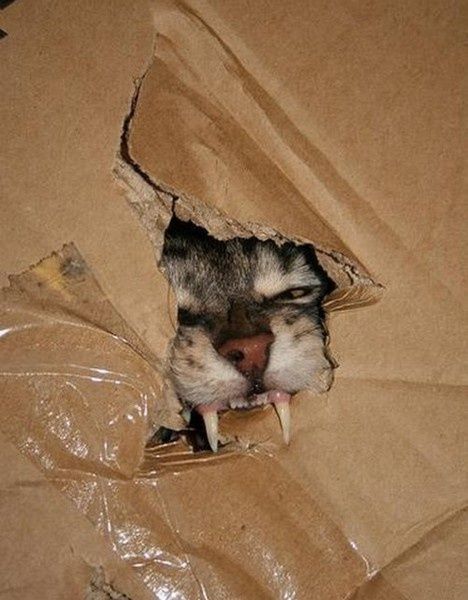 変顔 動物 犬 猫29