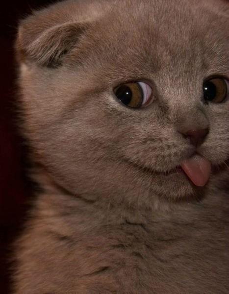変顔 動物 犬 猫94