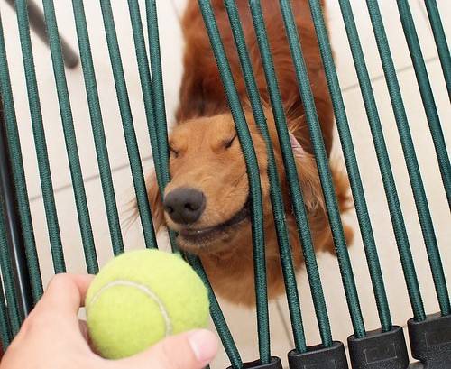 変顔 動物 犬 猫89