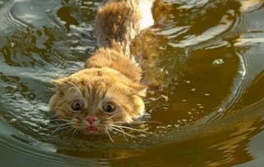 変顔 動物 犬 猫5