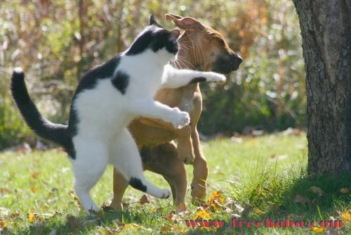 変顔 動物 犬 猫26