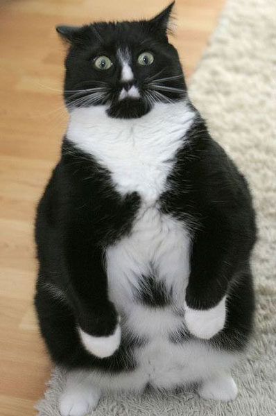 変顔 動物 犬 猫96