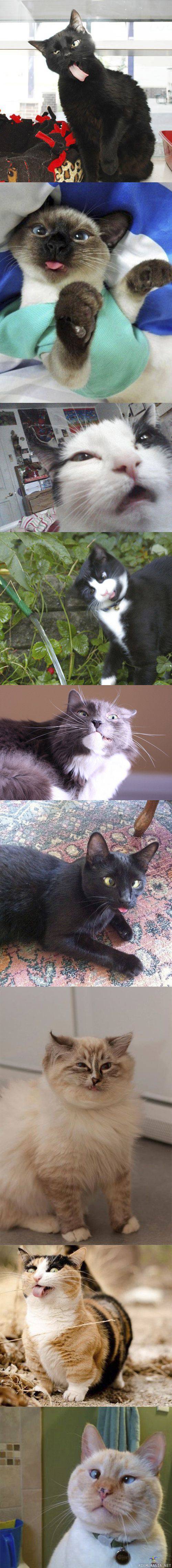 変顔 動物 犬 猫21