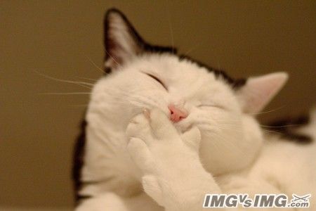 変顔 動物 犬 猫4