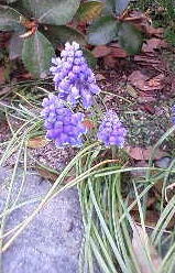 rabennda-