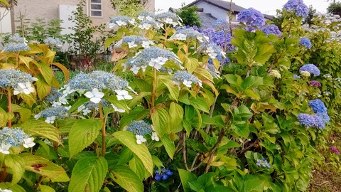 IMG_20170614_175129120