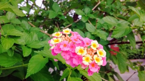 IMG_20170614_175236047
