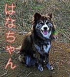 はなちゃん