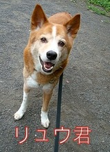 リュウ君