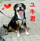 ユキ君