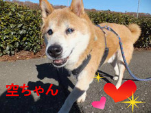 空ちゃん