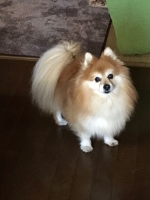 ファイル 2017-01-23 9 42 48