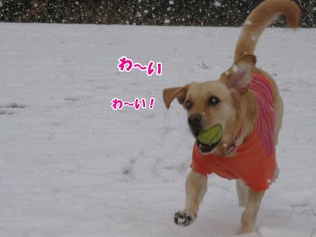 ゆめs-