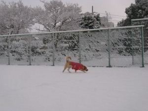 IMG_3962s-