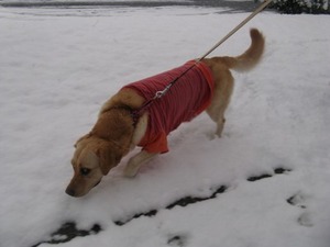 IMG_3986s-