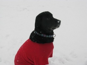 IMG_3982s-