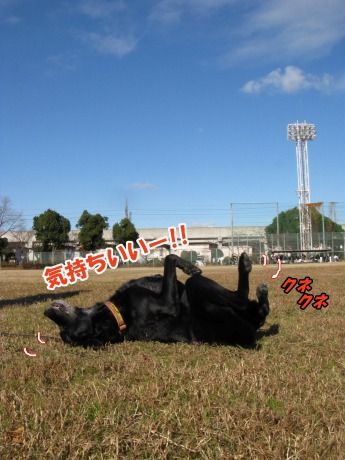 gajis-
