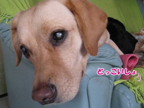 ゆめs-