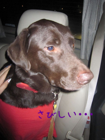 BlogPaint