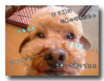 ¥â¥¸¥ãÃˤζ«¤Ó¤Î¥³¥Ô¡¼.jpg