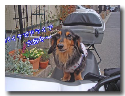 ¥Ð¥¤¥¯.jpg