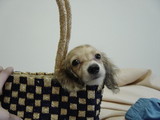 ¤ª¤Ç¤«¤±