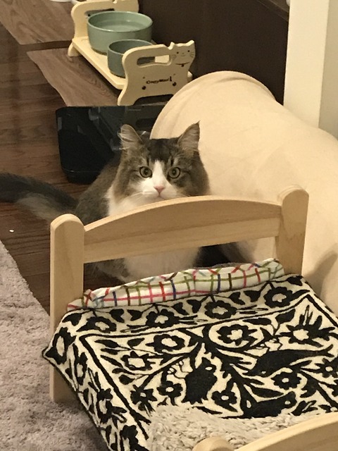 DAFC85E1-52E4-476C-AA96-171E15BF28E0