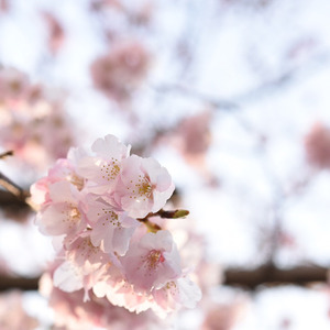 sakura_2
