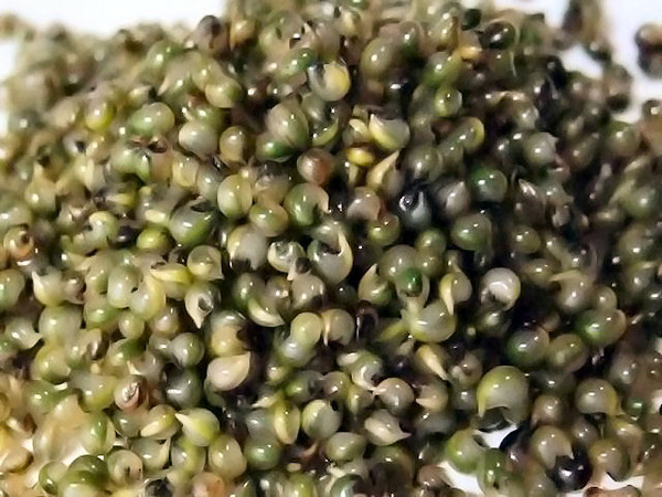 Tonburi_Seed