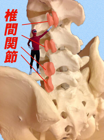 腰椎椎間関節_edited-1