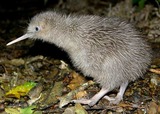rowi-kiwi-465