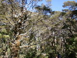 trees