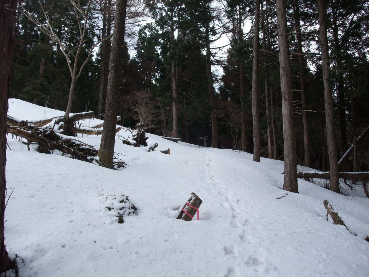 日名倉山