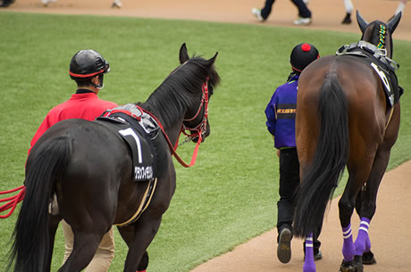 プチブレイクした馬