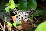 32360c37-s.jpg